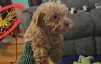 Mikey, a male Poodle - Toy  for sale in New Paris, IN – Photo 10 of 10