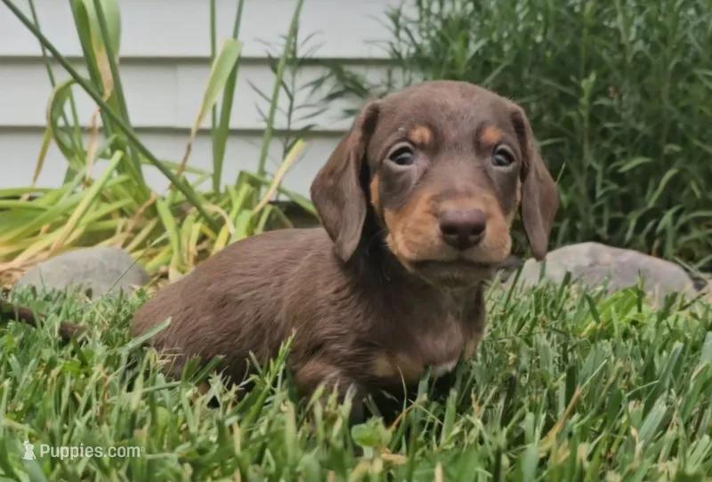 Sammy – Miniature Dachshund puppy for sale in New Paris, IN