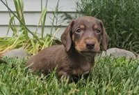 Sammy, a male Miniature Dachshund for sale in New Paris, IN – 1 of 3