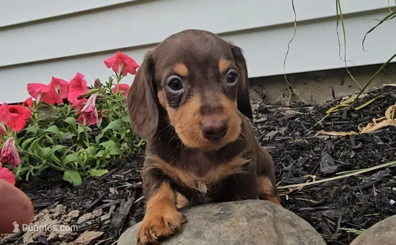 Stevie – Miniature Dachshund puppy for sale in New Paris, IN