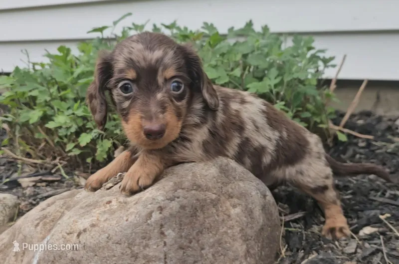 Smoky – Miniature Dachshund puppy for sale in New Paris, IN