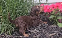 Stanley, a male Miniature Dachshund for sale in New Paris, IN – 2 of 3