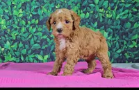 Emilia, a female Cavapoo for sale in New Paris, IN – Photo 2 of 5
