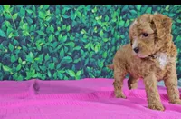 Emilia, a female Cavapoo for sale in New Paris, IN – Photo 3 of 5