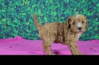 Emilia, a female Cavapoo for sale in New Paris, IN – Photo 4 of 5