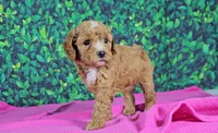 Emilia, a female Cavapoo for sale in New Paris, IN – Photo 1 of 5