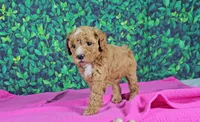 Emilia, a female Cavapoo for sale in New Paris, IN – Photo 5 of 5