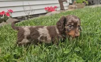 Smoky, a male Miniature Dachshund for sale in New Paris, IN – 2 of 5