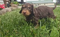 Stanley, a male Miniature Dachshund for sale in New Paris, IN – 3 of 3