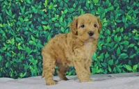 callie, a female Cavapoo for sale in New Paris, IN – Photo 3 of 7