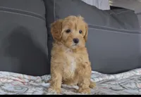 callie, a female Cavapoo for sale in New Paris, IN – Photo 7 of 7