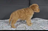 callie, a female Cavapoo for sale in New Paris, IN – Photo 5 of 7