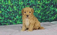 callie, a female Cavapoo for sale in New Paris, IN – Photo 2 of 7