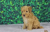 callie, a female Cavapoo for sale in New Paris, IN – Photo 4 of 7