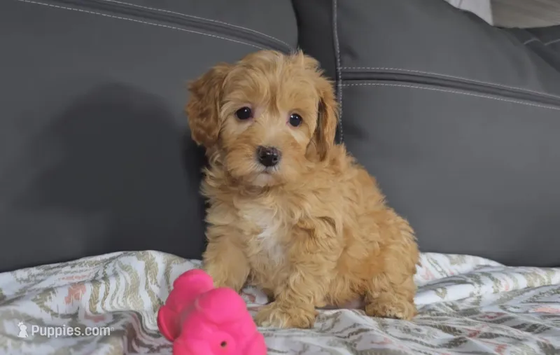 callie, a female Cavapoo for sale in New Paris, IN – Photo 1 of 7