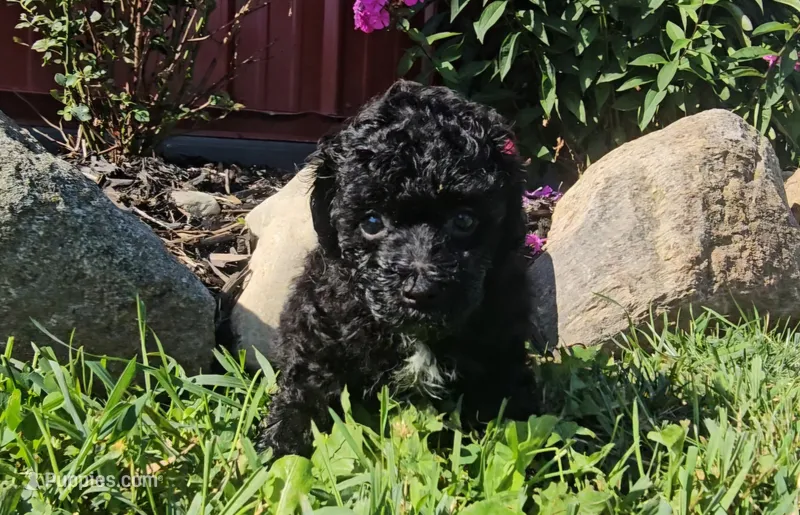 Milo – Poodle - Miniature  puppy for sale in New Paris, IN