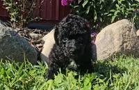 Milo, a male Poodle - Miniature  for sale in New Paris, IN – 1 of 3