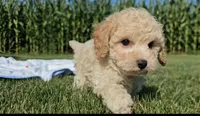 Knox, a male Cavapoo for sale in New Paris, IN – Photo 3 of 9