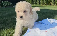 Knox, a male Cavapoo for sale in New Paris, IN – Photo 4 of 9