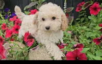 Knox, a male Cavapoo for sale in New Paris, IN – Photo 2 of 9