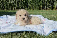 Knox, a male Cavapoo for sale in New Paris, IN – Photo 5 of 9