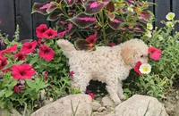 Knox, a male Cavapoo for sale in New Paris, IN – Photo 9 of 9