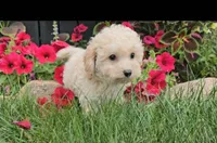 Knox, a male Cavapoo for sale in New Paris, IN – Photo 8 of 9