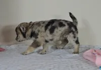 Sara, a female Pomsky for sale in New Paris, IN – Photo 4 of 5