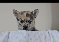 Sara, a female Pomsky for sale in New Paris, IN – Photo 2 of 5