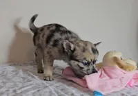 Sara, a female Pomsky for sale in New Paris, IN – Photo 5 of 5