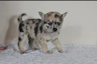 Sara, a female Pomsky for sale in New Paris, IN – Photo 1 of 5