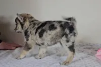 Sara, a female Pomsky for sale in New Paris, IN – Photo 3 of 5