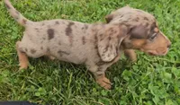 Sunne, a male Miniature Dachshund for sale in New Paris, IN – 4 of 4