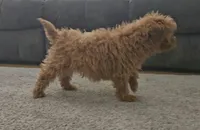 Buster, a male Miniature Goldendoodle for sale in New Paris, IN – Photo 5 of 5