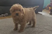 Buster, a male Miniature Goldendoodle for sale in New Paris, IN – Photo 1 of 5