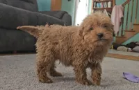Buster, a male Miniature Goldendoodle for sale in New Paris, IN – Photo 3 of 5