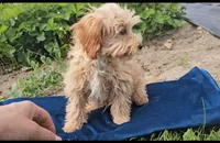 Oscar, a male Cavapoo for sale in New Paris, IN – Photo 5 of 7