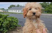 Oscar, a male Cavapoo for sale in New Paris, IN – Photo 1 of 7