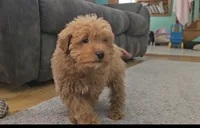 Buster, a male Miniature Goldendoodle for sale in New Paris, IN – Photo 2 of 5