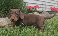 Sammy, a male Miniature Dachshund for sale in New Paris, IN – 2 of 3