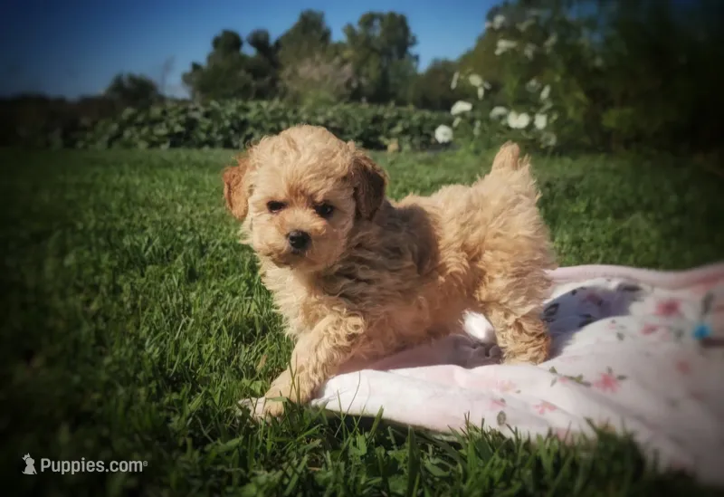 Missy – Poodle - Miniature  puppy for sale in New Paris, IN