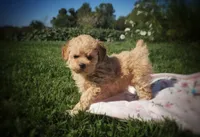 Missy, a female Poodle - Miniature  for sale in New Paris, IN – 1 of 1