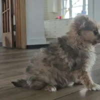 Skylar, a female Pomeranian for sale in New Paris, IN – Photo 3 of 8