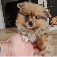 Skylar, a female Pomeranian for sale in New Paris, IN – Photo 8 of 8