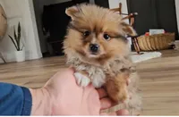 Skylar, a female Pomeranian for sale in New Paris, IN – Photo 8 of 8