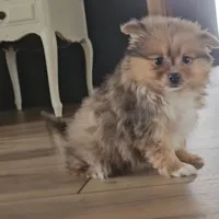 Skylar, a female Pomeranian for sale in New Paris, IN – Photo 5 of 8