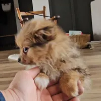 Skylar, a female Pomeranian for sale in New Paris, IN – Photo 7 of 8