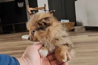 Skylar, a female Pomeranian for sale in New Paris, IN – Photo 7 of 8