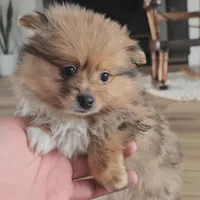 Skylar, a female Pomeranian for sale in New Paris, IN – Photo 2 of 8