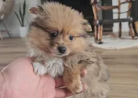 Skylar, a female Pomeranian for sale in New Paris, IN – Photo 2 of 8